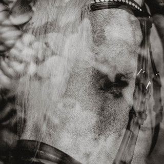 Black and white film photo of a horse overlaid with flowers by Sara Ceraldi - horse detail
