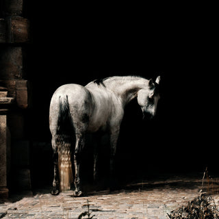 Fine art photography print of a grey horse in front of a medieval castle by Anna Archinger - horse detail