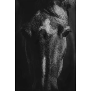 Black and white portrait of a horse by Anna Archinger