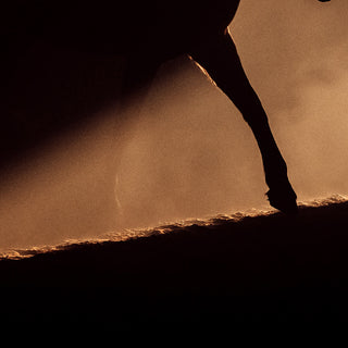 Dramatic silhouette of a horse in a beam of light by Anna Archinger - dust detail