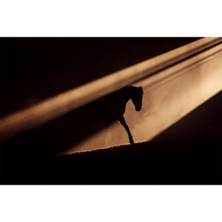 Dramatic silhouette of a horse in a beam of light by Anna Archinger