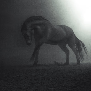 Dramatic black and white equestrian photography of a horse galloping in the darkness by Anna Archinger