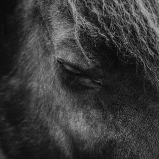Black and white photo of an Icelandic horse with his eyes closed by Anna Archinger - horse eye detail