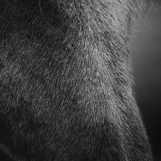 Black and white photo of an Icelandic horse with his eyes closed by Anna Archinger - horse face detail