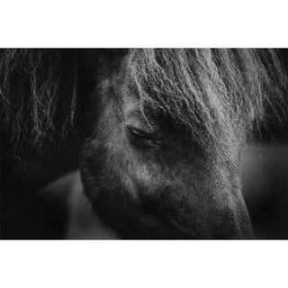 Black and white photo of an Icelandic horse with his eyes closed by Anna Archinger