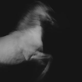 Black and white fine art equine photography of a white horse in motion by Anna Archinger