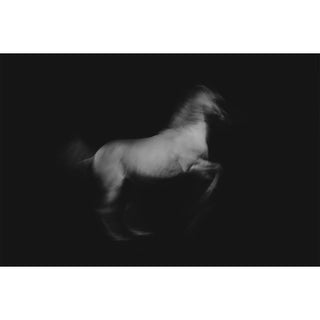 Artistic photo of a white horse in motion against a black background by Anna Archinger