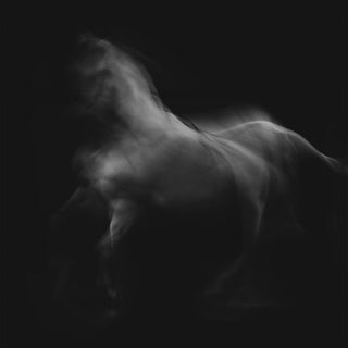 Black and white fine art photography print of a white horse in motion by Anna Archinger