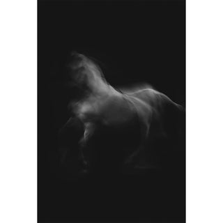 Dramatic photo of a white horse in motion against a black background by Anna Archinger