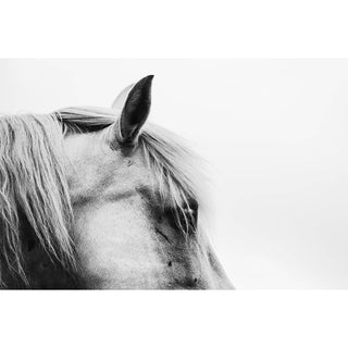 Black and white photo of a horse with a scarred face by Anna Archinger