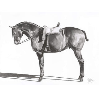 Original pencil illustration of an endurance horse by equine artist Hailey Sullivan