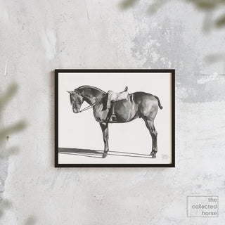 Original pencil illustration of an endurance horse by equine artist Hailey Sullivan - wall art print mockup