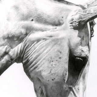 Original horse head graphite portrait "May Gray" by equine artist Hailey Sullivan - head detail