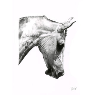 Original horse head graphite portrait "May Gray" by equine artist Hailey Sullivan