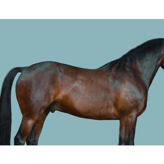 Fine art photography print of a dark bay horse against a blue background by Kate Stephenson