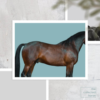 Fine art photography print of a dark bay horse against a blue background by Kate Stephenson - paper giclée mockup