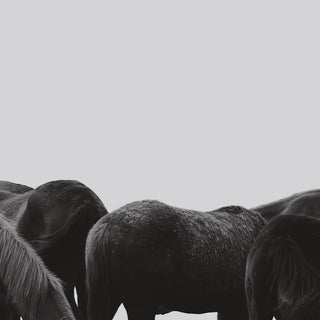 Minimalist equine photography art print of Thoroughbred yearlings in Saratoga by Kate Stephenson - horse coat detail