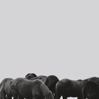 Minimalist equine photography art print of Thoroughbred yearlings in Saratoga by Kate Stephenson