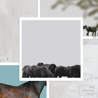 Minimalist equine photography art print of Thoroughbred yearlings in Saratoga by Kate Stephenson - paper giclée detail