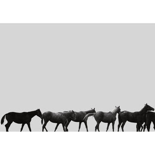Minimalist equestrian photography art print of Thoroughbred racehorses in Saratoga by Kate Stephenson