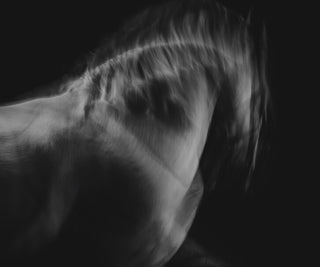 Black and white fine art equestrian photography of a horse in motion by Anna Archinger