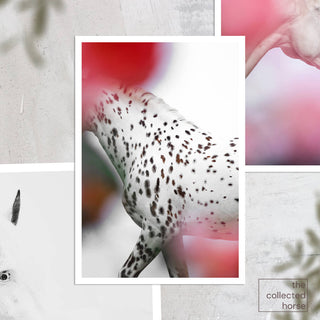 Colorful equestrian photography print of a spotted horse behind pink flowers by Carolin Felgner