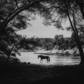Black and white fine art photography print of a horse in Mallorca walking beneath trees by a river by Carolin Felgner - horse detail