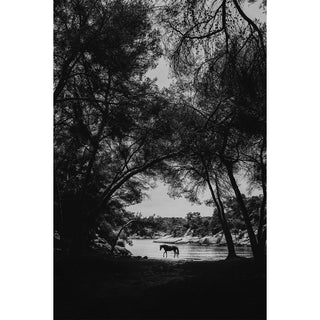 Black and white fine art photography print of a horse in Mallorca walking beneath trees by a river by Carolin Felgner
