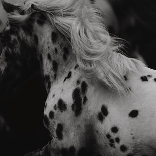 Black and white equine photography print of a spotted horse in motion by Carolin Felgner - mane detail