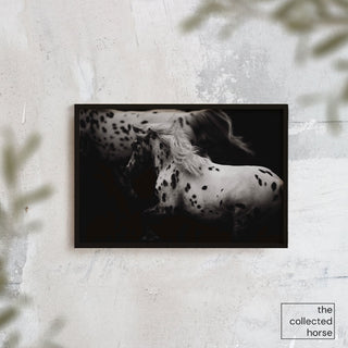 Black and white equine photography print of a spotted horse in motion by Carolin Felgner - framed wall art mockup