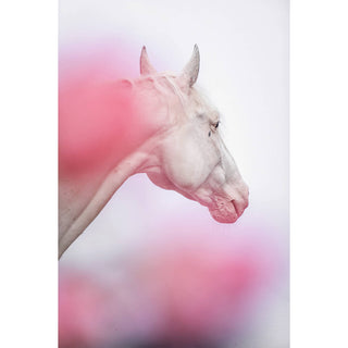 Fine art photography print of a white horse in a pastel scene by Carolin Felgner