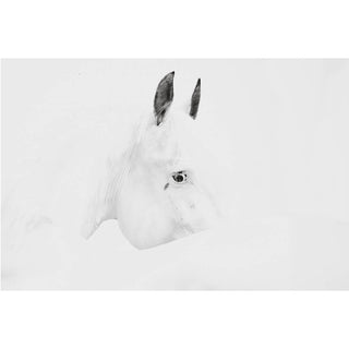 Minimalist equine photography art print of a white horse by Carolin Felgner