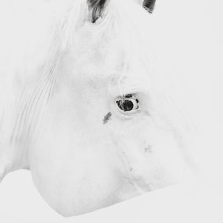 Minimalist equine photography art print of a white horse by Carolin Felgner - horse eye detail