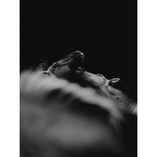 Black and white equestrian fine art print of two horses playing by Carolin Felgner