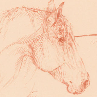 Soft warm equestrian art portrait drawing by Danielle Demers - horse face detail