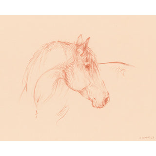 Soft warm equestrian art portrait drawing by Danielle Demers