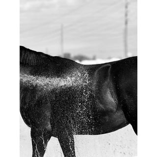Black and white fine art photography print of a horse being hosed off after riding by Morgan German