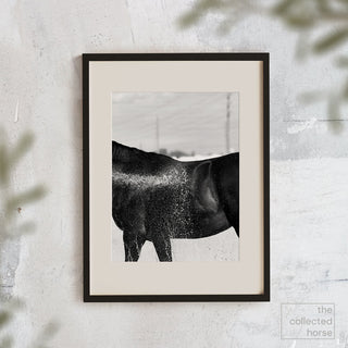 Black and white fine art photography print of a horse being hosed off after riding by Morgan German - wall art mockup