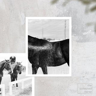 Black and white fine art photography print of a horse being hosed off after riding by Morgan German - paper giclée mockup