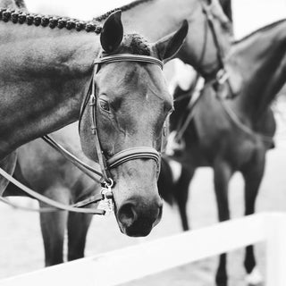 Black and white fine art photography print of hunters lined up outside the show ring by Morgan German - horse head detail