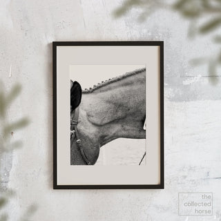 Detailed equine photography art print of a hunter with a braided mane by Morgan German - framed print mockup