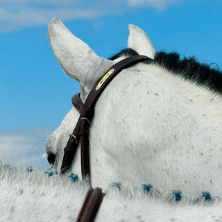 Fine art photography print of a gray horse against a blue sky by Morgan German - horse ear and bridle detail
