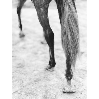 Black and white equine photography art print of a gray horse's hocks by Morgan German