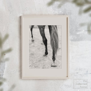 Black and white equine photography art print of a gray horse's hocks by Morgan German - framed wall art print mockup
