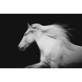 Fine art photography print of a white horse against a black background by Janine Ulbrich