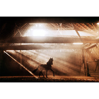 Dramatic fine art photo of a horse inside a dusty arena by Janine Ulbrich