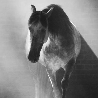 Black and white fine art equine photography by Janine Ulbrich - horse detail 2