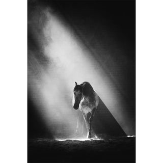 Black and white fine art equine photography by Janine Ulbrich