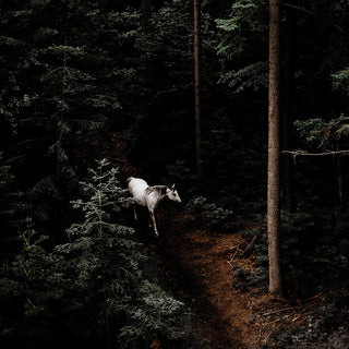 Fine art photography print of a gray horse in a dark forest by Janine Ulbrich - horse detail