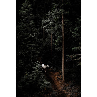 Fine art photography print of a gray horse in a dark forest by Janine Ulbrich